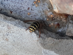 Dolichovespula media