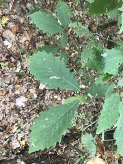 Quercus montana