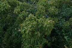 Carpinus orientalis