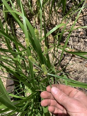 Cyperus retrorsus