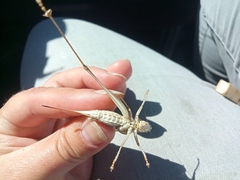 Decticus verrucivorus