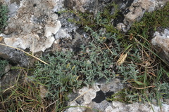 Genista albida