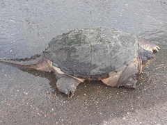 Chelydra serpentina