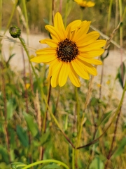 Helianthus pauciflorus