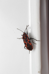 Spilostethus saxatilis