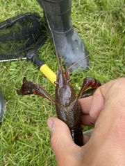Procambarus clarkii