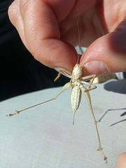 Decticus verrucivorus