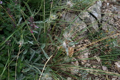 Convolvulus calvertii