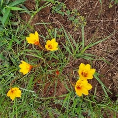 Zephyranthes tubispatha