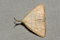 Polypogon tentacularia