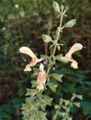 Salvia glutinosa