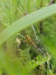 Argiope bruennichi