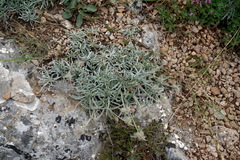 Convolvulus calvertii