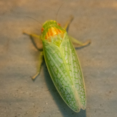 Gyponana octolineata
