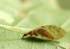 Hemerobius humulinus