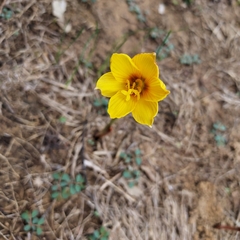 Zephyranthes tubispatha