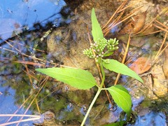 Eupatorium cannabinum cannabinum