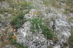 Convolvulus calvertii