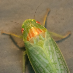 Gyponana octolineata