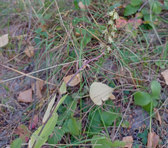 Campanula bononiensis