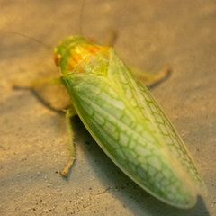 Gyponana octolineata