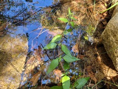 Eupatorium cannabinum cannabinum