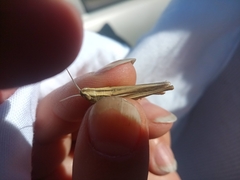 Euchorthippus pulvinatus