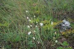 Silene crispata