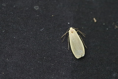 Eilema