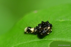 Acronicta alni