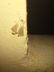 Pyraloidea