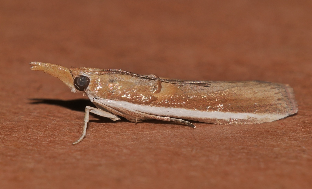 Etiella scitivittalis