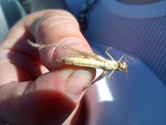 Euchorthippus pulvinatus