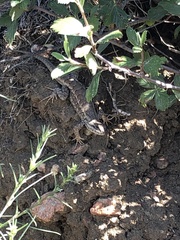 Sceloporus consobrinus