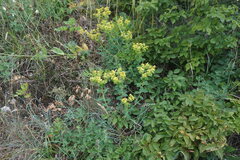 Euphorbia glareosa