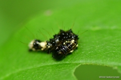 Acronicta alni