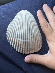 Dinocardium robustum