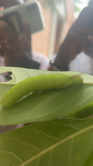 Sphingidae