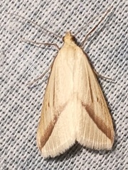 Rhodometra sacraria