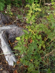 Rubus fruticosus
