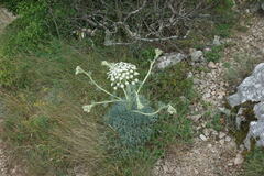 Seseli gummiferum