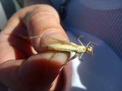 Euchorthippus pulvinatus