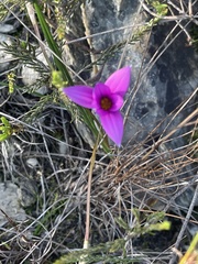 Romulea rosea