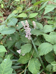 Liriope