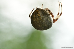 Araneus marmoreus