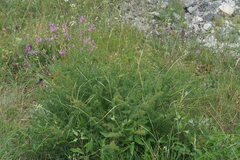 Ferulago galbanifera