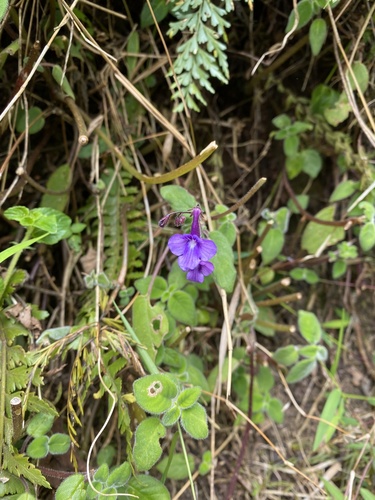 Streptocarpus image