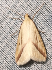 Rhodometra sacraria