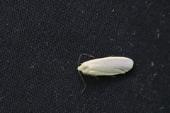 Eilema
