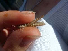 Euchorthippus pulvinatus